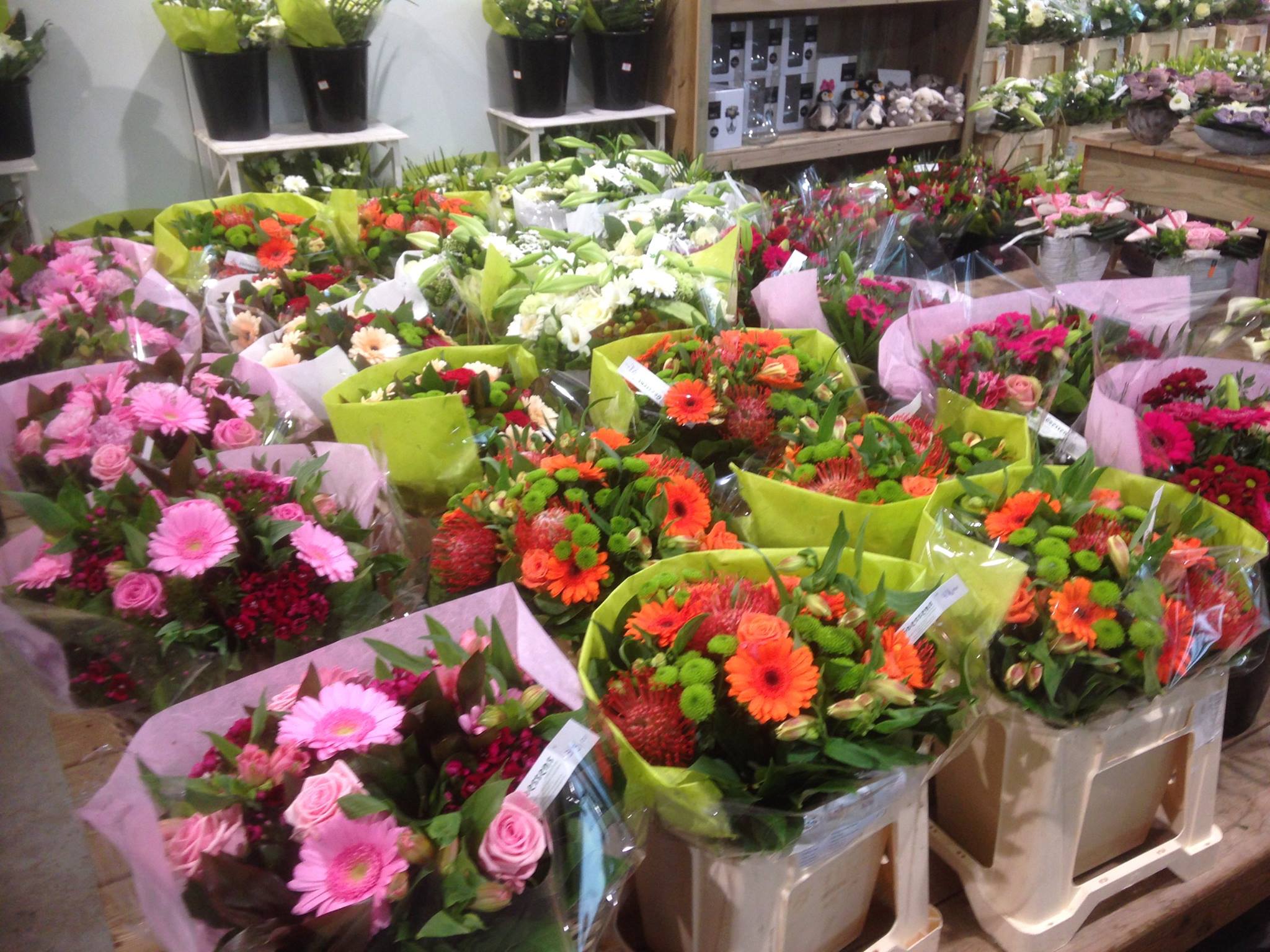 pleegouders rukken Af en toe Bloemen kopen in de buurt van Wetteren?