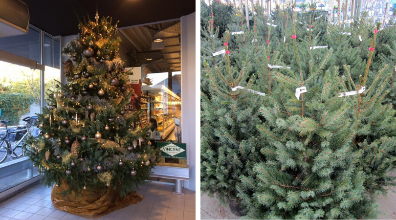 Nog steeds bord Soms Kerstbomen kopen in Dendermonde?