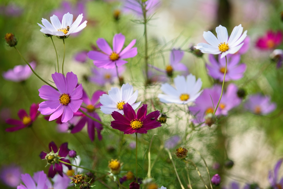 10 conseils de jardinage en ce mois de mai