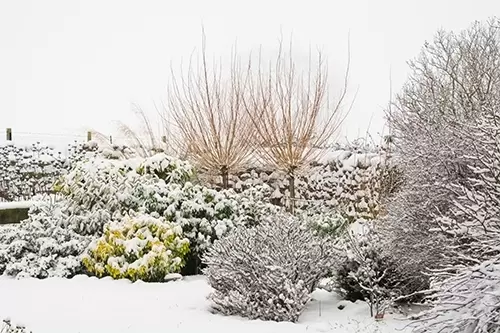 10 tips om je planten tegen vorst te beschermen