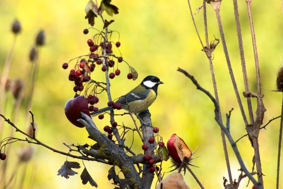 15 tuintips voor november