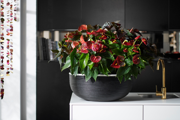 A chaque mois sa plante, décembre 2018 : l’Anthurium