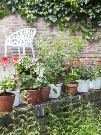 A planter aujourd’hui : les annuelles d’été