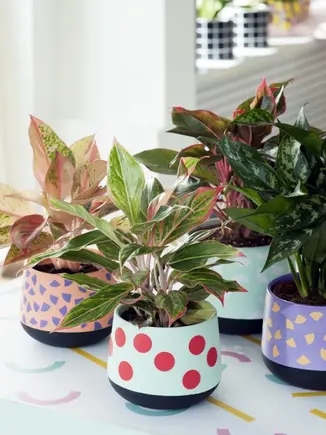 Astuce DIY: rendre l’Aglaonema encore plus funky!