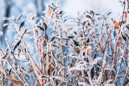 Astuces de jardinage pour le mois de décembre