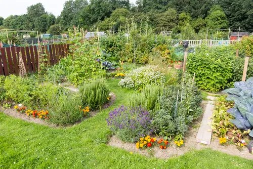 Astuces pour jardin potager, octobre