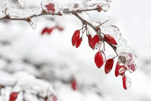 Boutures hivernales