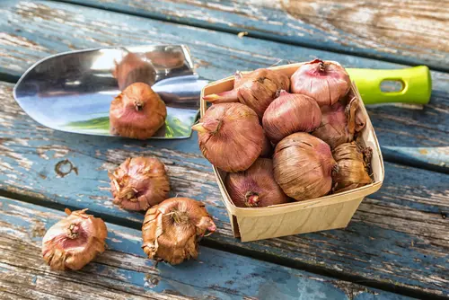 C’est votre dernière chance de planter des bulbes !