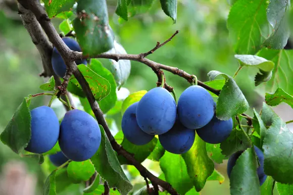 Cinq arbres fruitiers délicieux