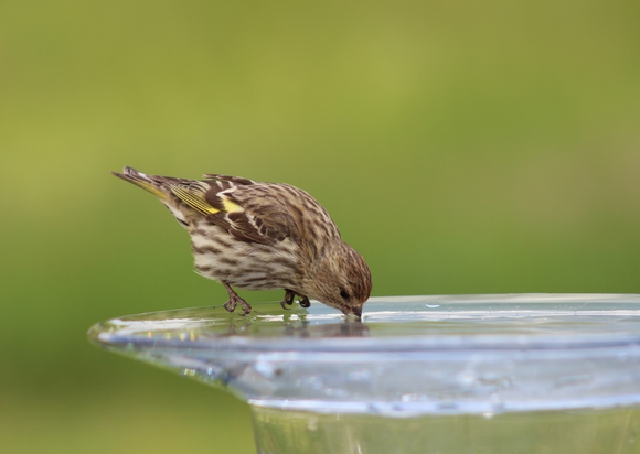 Comment aider la faune du jardin par cette chaleur?