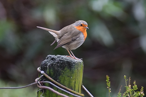 Comptage des oiseaux