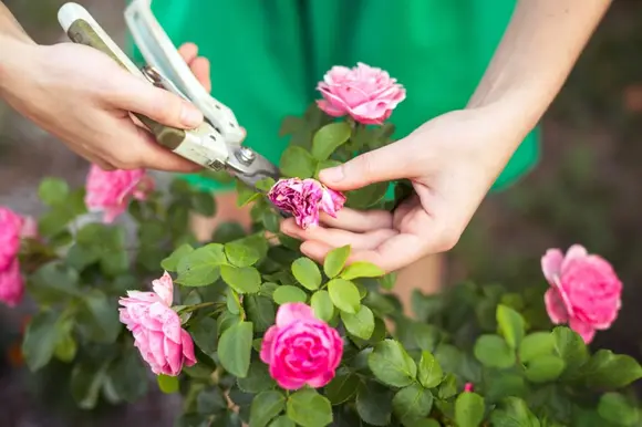 Conseils et astuces de jardinage pour le mois de septembre