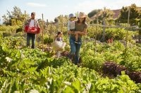 Conseils pour votre potager août