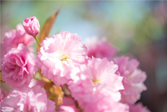 Couvrez votre jardin de rose