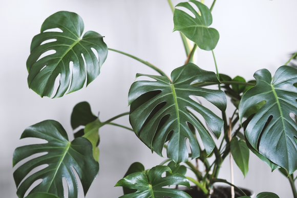 De beste tips voor een stralende Monstera