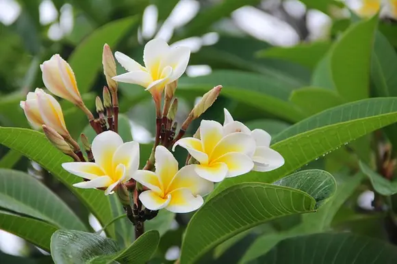 Dehors, les plantes en bac !