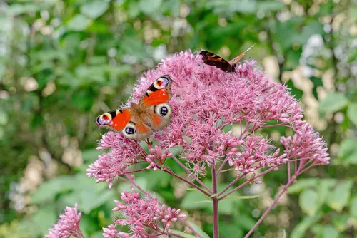 Des plantes qui fleurissent au soleil de septembre