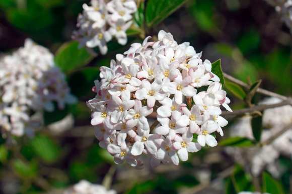 Des Viburnums hauts en parfums et en couleurs