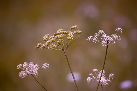 Du cerfeuil sauvage et d'autres belles fleurs ombellées