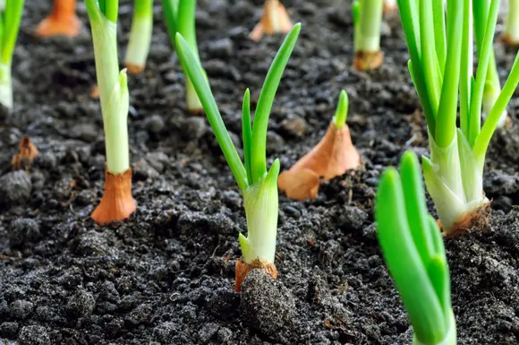 Éviter les erreurs de légumes jardinier