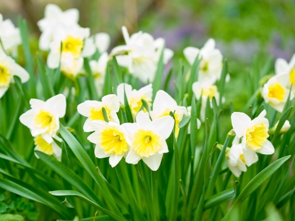 Faites entrer le printemps dans votre maison