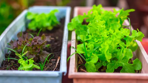 Fruits et légumes en pots, en bacs et en sacs