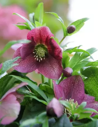 Helleborus Viv Victoria