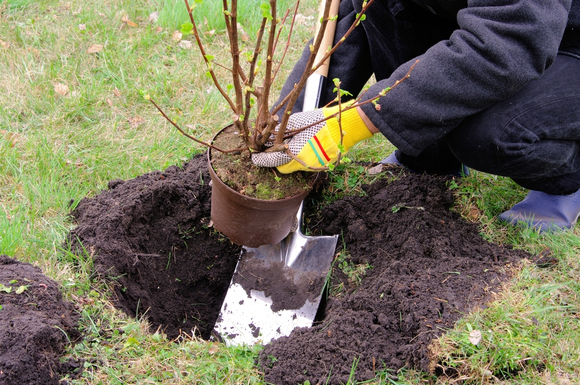 Het vergeten tuinseizoen: het najaar