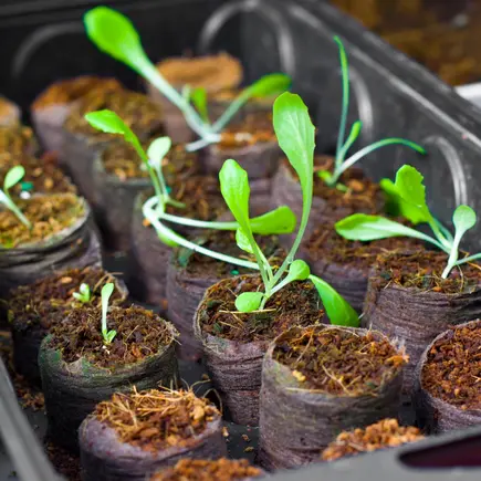 Jardin potager en mars