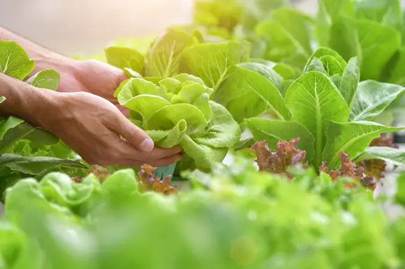 Jardinage au potager en avril