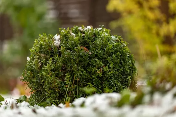 Kerstbuxus, een prachtig struikje