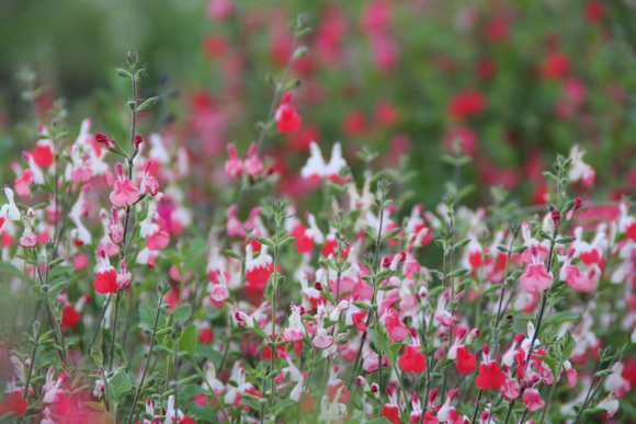 L’été fini, donnez un coup de fouet à votre jardin