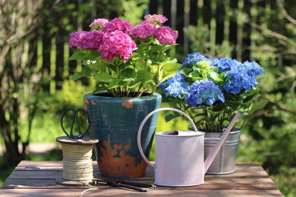 L’été fini, donnez un coup de fouet à votre jardin, votre terrasse et votre balcon (2)