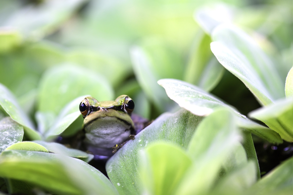 La biodiversité au jardin