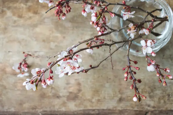 La fièvre printanière grâce aux branches en fleurs