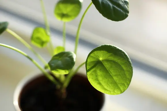 La plante à monnaie chinoise fait un carton!