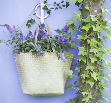 La Plante de Jardin du Mois d’août : l’Arbre à Papillons