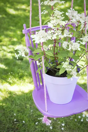 La Plante de Jardin du Mois de juillet : L’hortensia paniculé