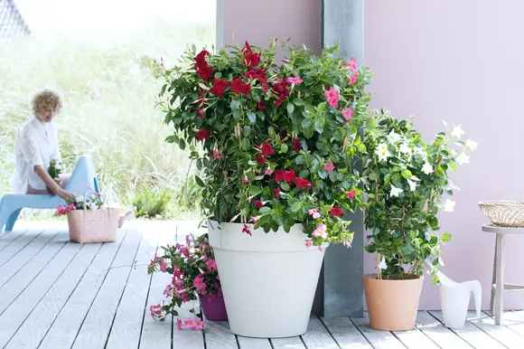 La plante de jardin du mois de mai : le Mandevilla