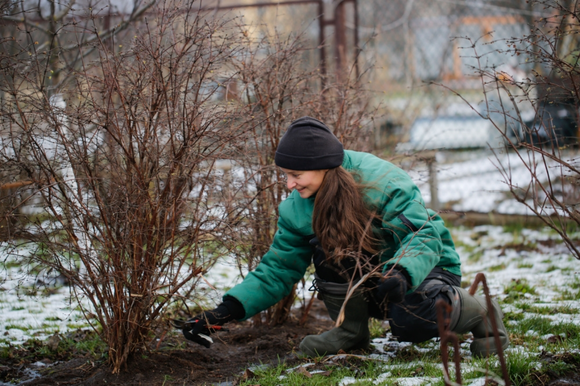 Le bouturage en hiver