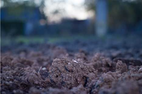 Le jardinage dans un sol argileux