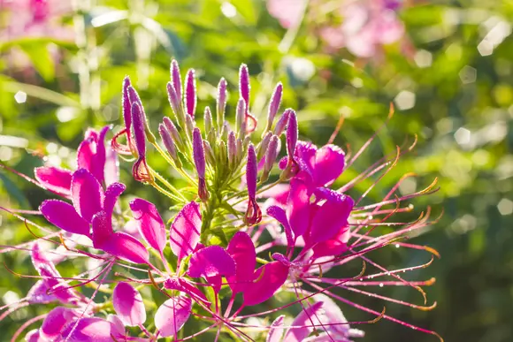 Le printemps vous démange ? Commencez à semer dès maintenant !