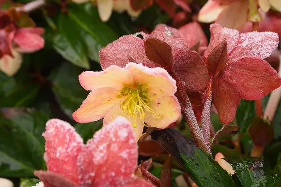 Le top 5 des plantes hivernales