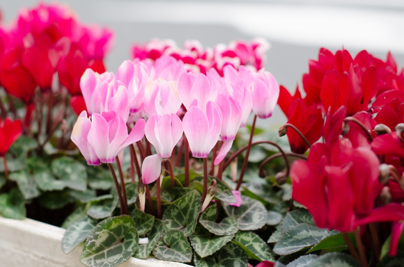 Les 5 meilleures fleurs d'automne pour balcon et terrasse