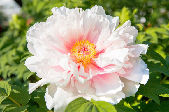 Les pivoines à la maison et dans le jardin