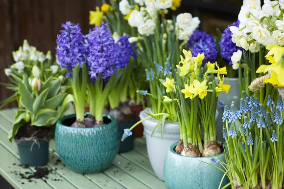 Les plantes de jardin du mois de février : les Bulbes printaniers en pot