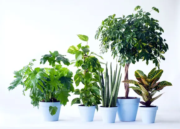 Les plantes de jardin du mois de juin: les plantes vivaces fleuries d’été