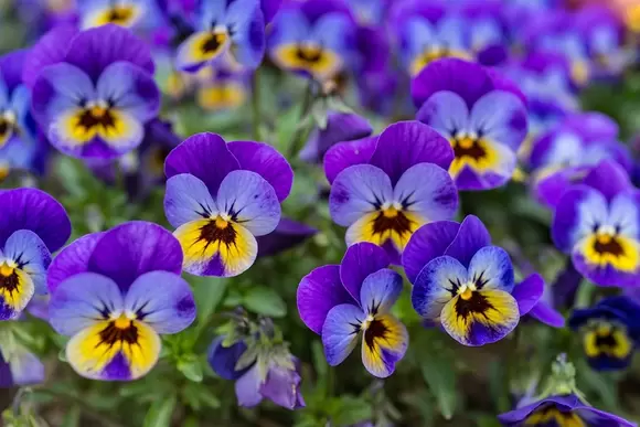 Tuinplant van de maand maart: Maarts viooltje