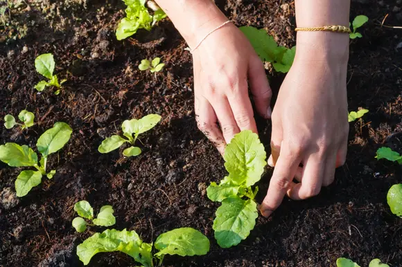 Mai au jardin potager