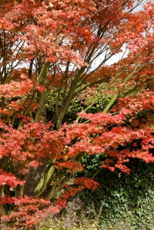 Tuintips voor oktober